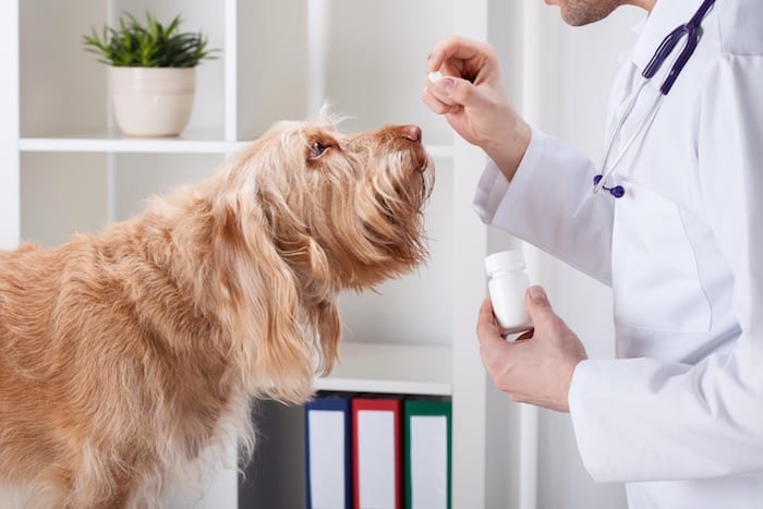 Dog taking medicine from vet